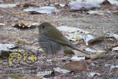 Catharus occidentalis