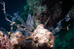 Macrorhynchia philippina