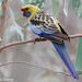 Yellow Rosella - Photo (c) Kazredracer, some rights reserved (CC BY-NC-ND)