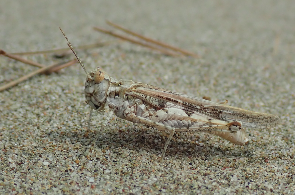 Yellow-winged Digging Grasshopper