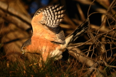 Rufous-Breasted Sparrowhawk photo 5