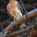 Accipiter rufiventris - Photo (c) John Gale, μερικά δικαιώματα διατηρούνται (CC BY-NC), uploaded by John Gale