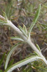 Berkheya angustifolia
