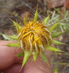Berkheya angustifolia