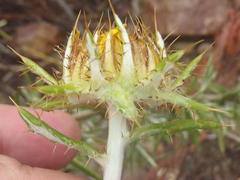 Berkheya angustifolia