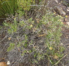 Berkheya angustifolia