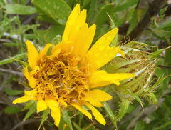 Berkheya angustifolia