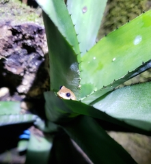 Dendropsophus sanborni