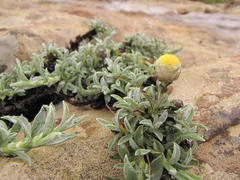Helichrysum chionosphaerum