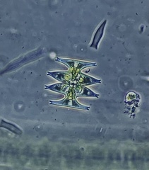 Micrasterias pinnatifida