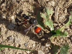 Neotrogaspidia pustulata