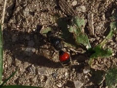 Neotrogaspidia pustulata