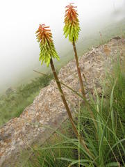 Kniphofia stricta