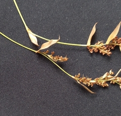 Elegia filacea