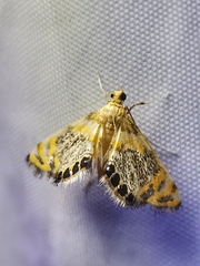 Nymphicula blandialis
