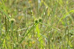Cyperus brevifolioides