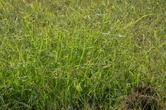 Cyperus brevifolioides