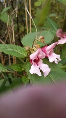 Impatiens glandulifera