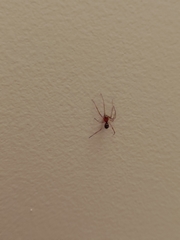 Steatoda grossa