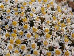 Helichrysum caespititium