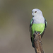 Grey-headed Lovebird (Canus) - Photo (c) Zak Pohlen, some rights reserved (CC BY-NC-SA)