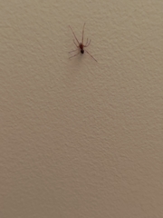 Steatoda grossa