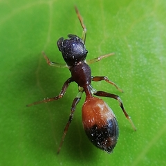 Myrmarachne melanocephala