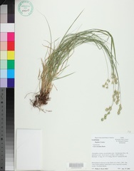 Carex hyalina