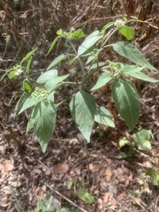 Solanum chenopodioides