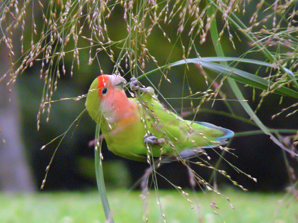 Rosy-faced Lovebird