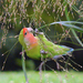 Namibian Rosy-faced Lovebird - Photo (c) David González Romero, some rights reserved (CC BY)