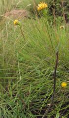 Senecio othonniflorus