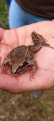 Rana dalmatina