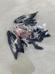 Phalacrocorax neglectus