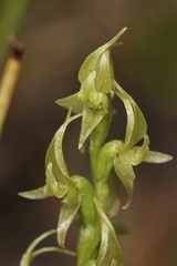 Prasophyllum gracile