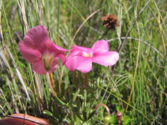 Oxalis bifurca angustiloba
