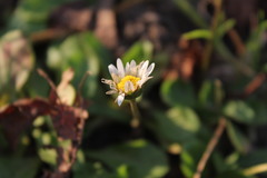 Bellis perennis