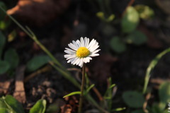 Bellis perennis