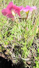 Oxalis bifurca angustiloba