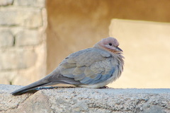 Streptopelia senegalensis