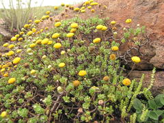 Pentzia tortuosa