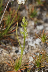 Prasophyllum gracile