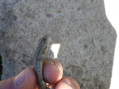 Sceloporus occidentalis occidentalis