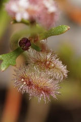 Trachymene cyanopetala