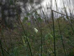 Hibiscus diversifolius