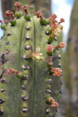 Myrtillocactus schenckii
