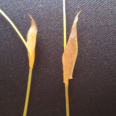 Elegia filacea