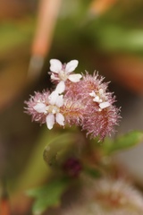 Trachymene cyanopetala