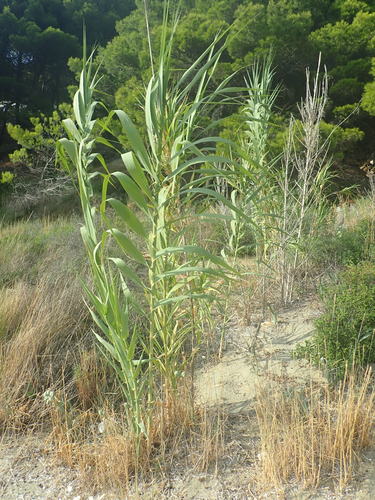 Trstika (Arundo donax)