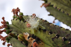 Myrtillocactus schenckii
